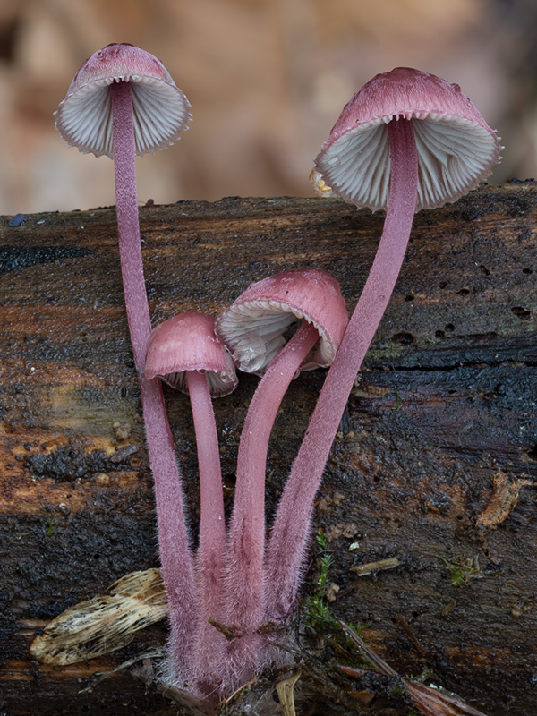 Mycena haematopus Mycena haematopus